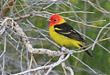 Western Tanager